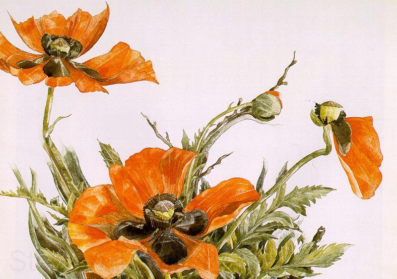 Demuth, Charles Poppies